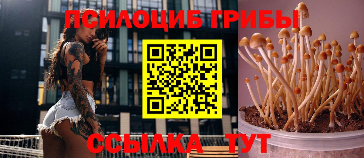 Псилоцибиновые грибы мицелий Новодвинск